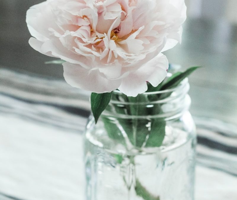 white-petaled flower on vase